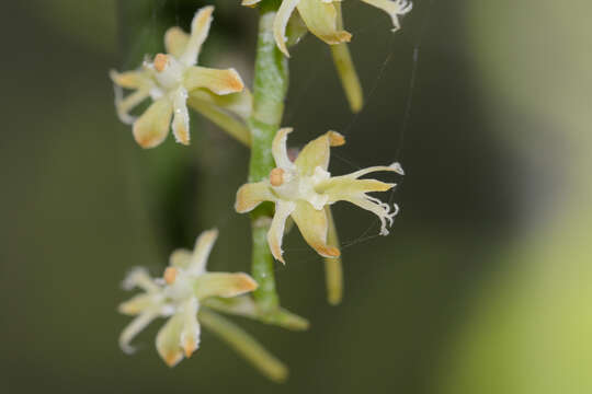 Imagem de Tridactyle bicaudata subsp. bicaudata