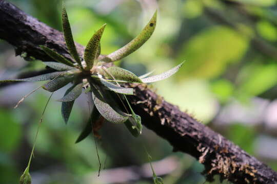 Plancia ëd Macroclinium lexarzanum (Hágsater & R. González) Dodson