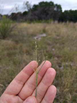 Image de Digitaria cognata (Schult.) Pilg.