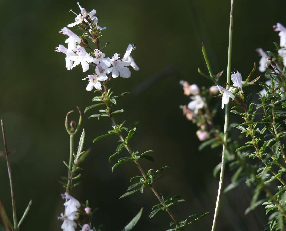 Image of perennial savory