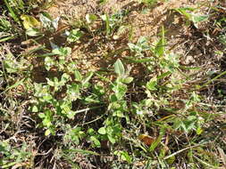 Image of rough Mexican clover