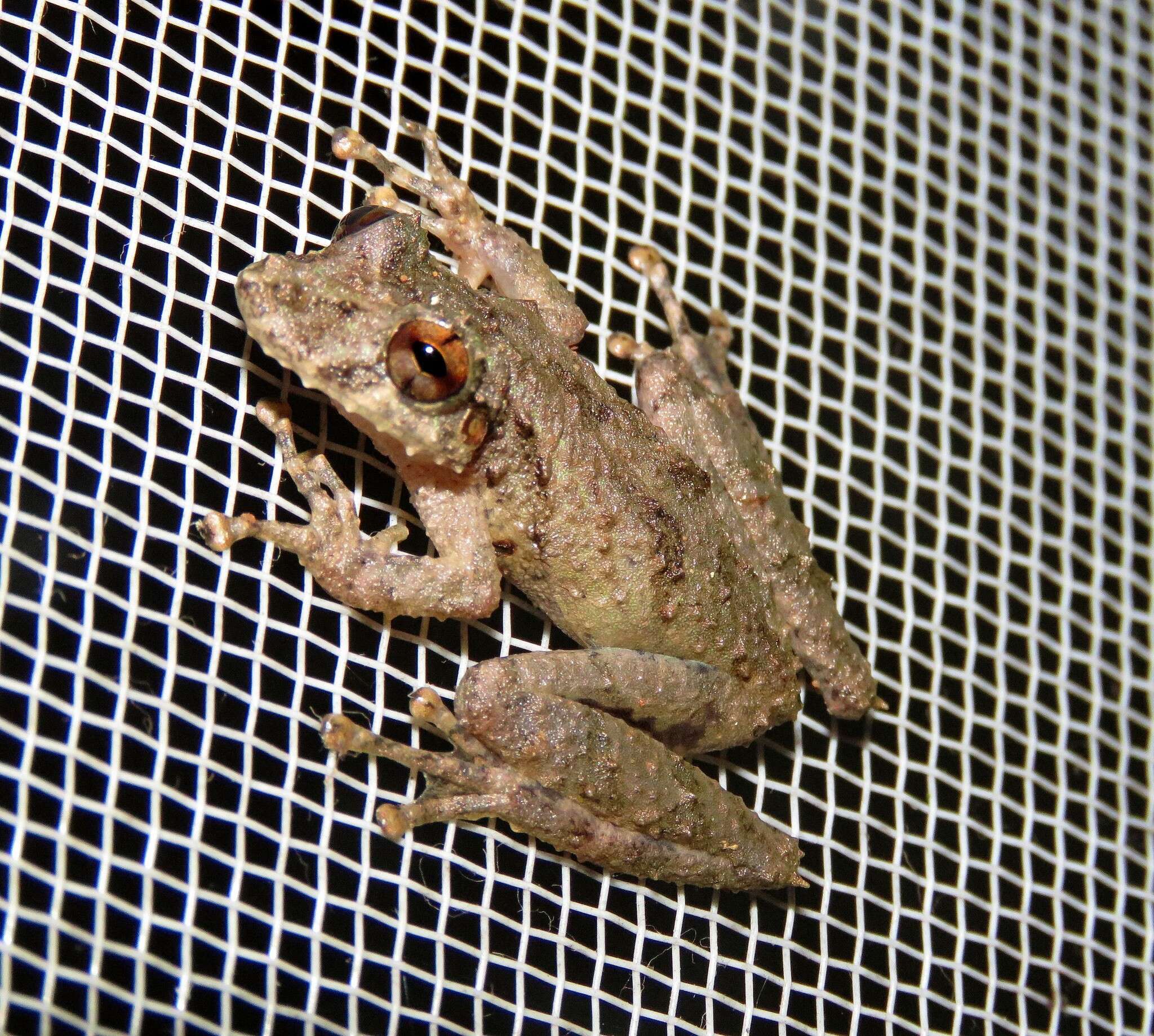Image of Spix's snouted tree frog