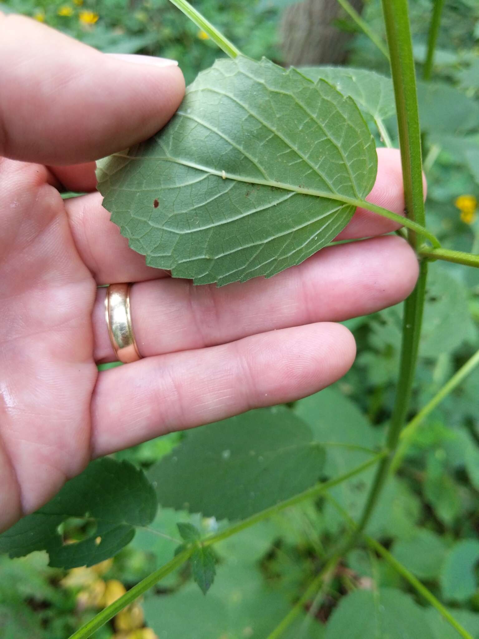 Image of Yellow Giant Hyssop