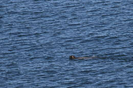 Image of bearded seal