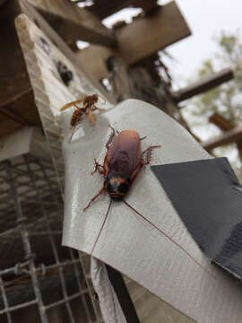 Image of Australian cockroach