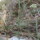 Image of Seseli longifolium subsp. longifolium