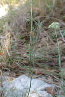 Image of Seseli longifolium L.