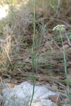 Image de Seseli longifolium L.