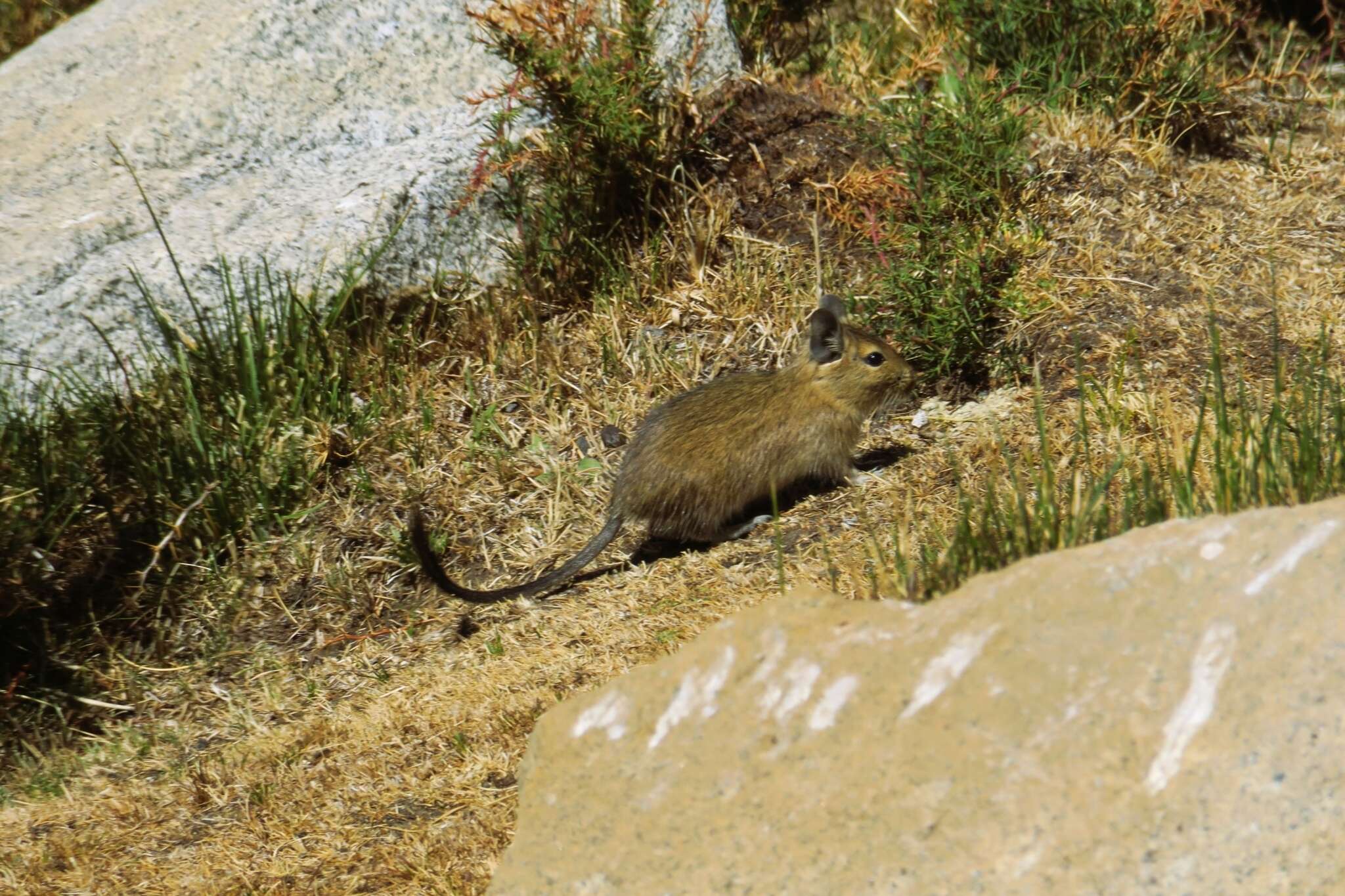 Image of degu