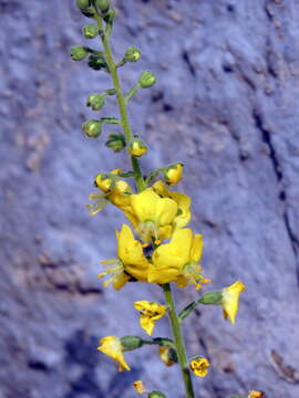 Image of Verbascum coromandelianum (Vahl) Huber-Morath