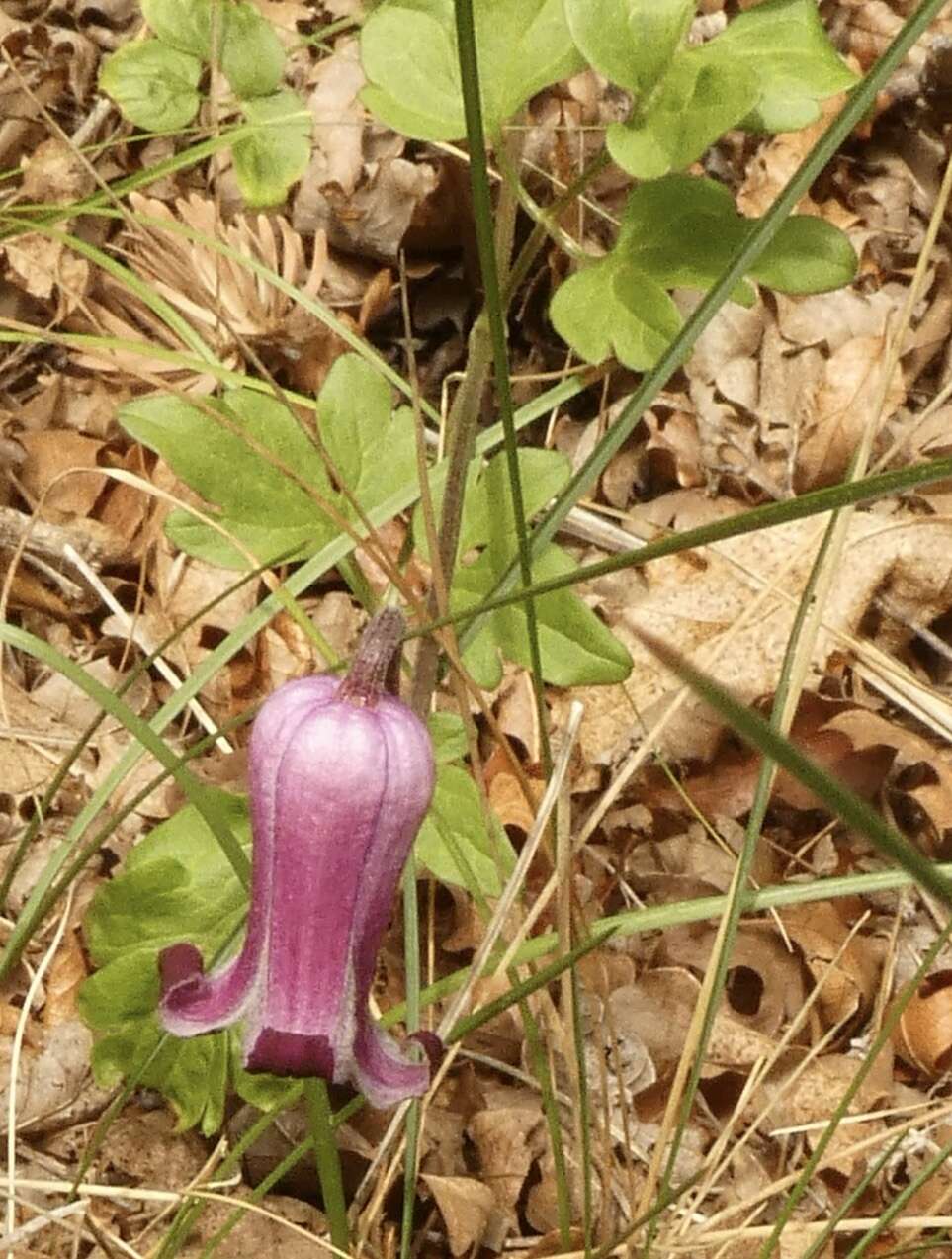 Image of Bigelow's leather flower