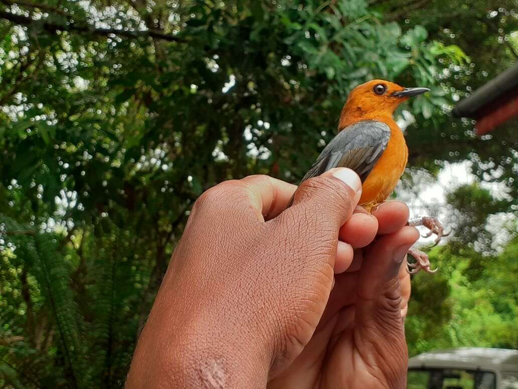 صورة Cossypha natalensis Smith & A 1840