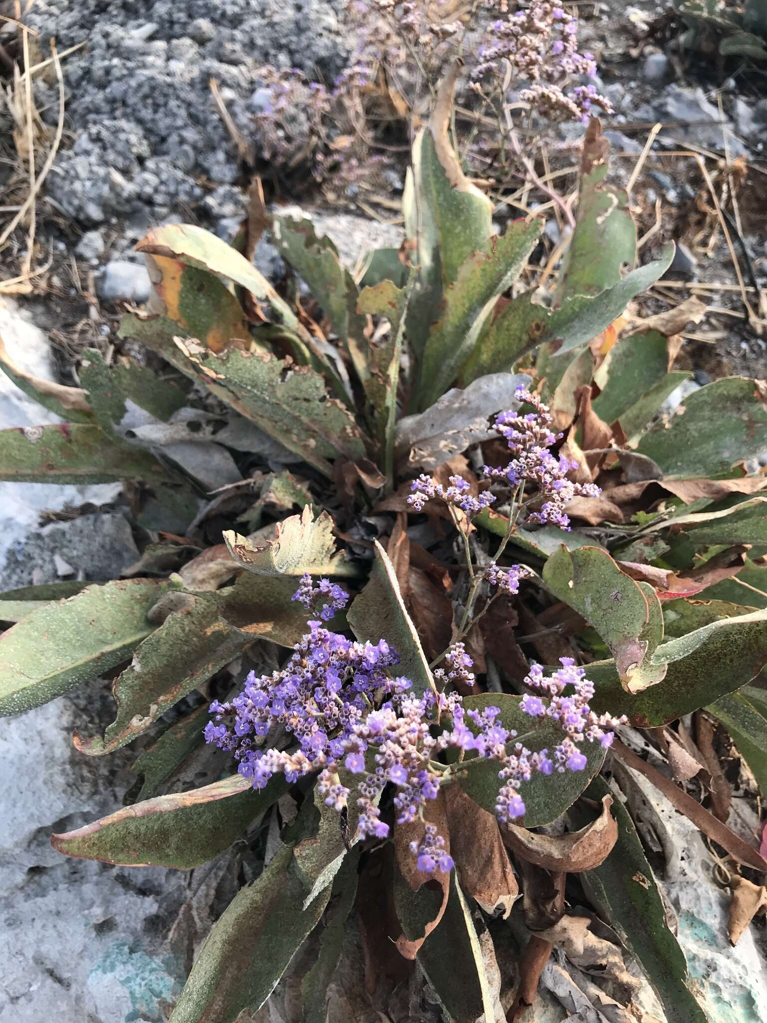 Image of Limonium hirsuticalyx Pignatti