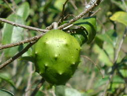 Image of Annona globiflora Schltdl.