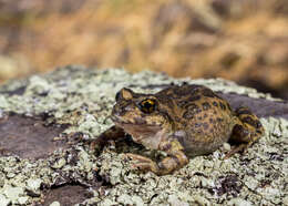 Image of Challhuaco frog