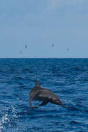 Image of Long-beaked Dolphin