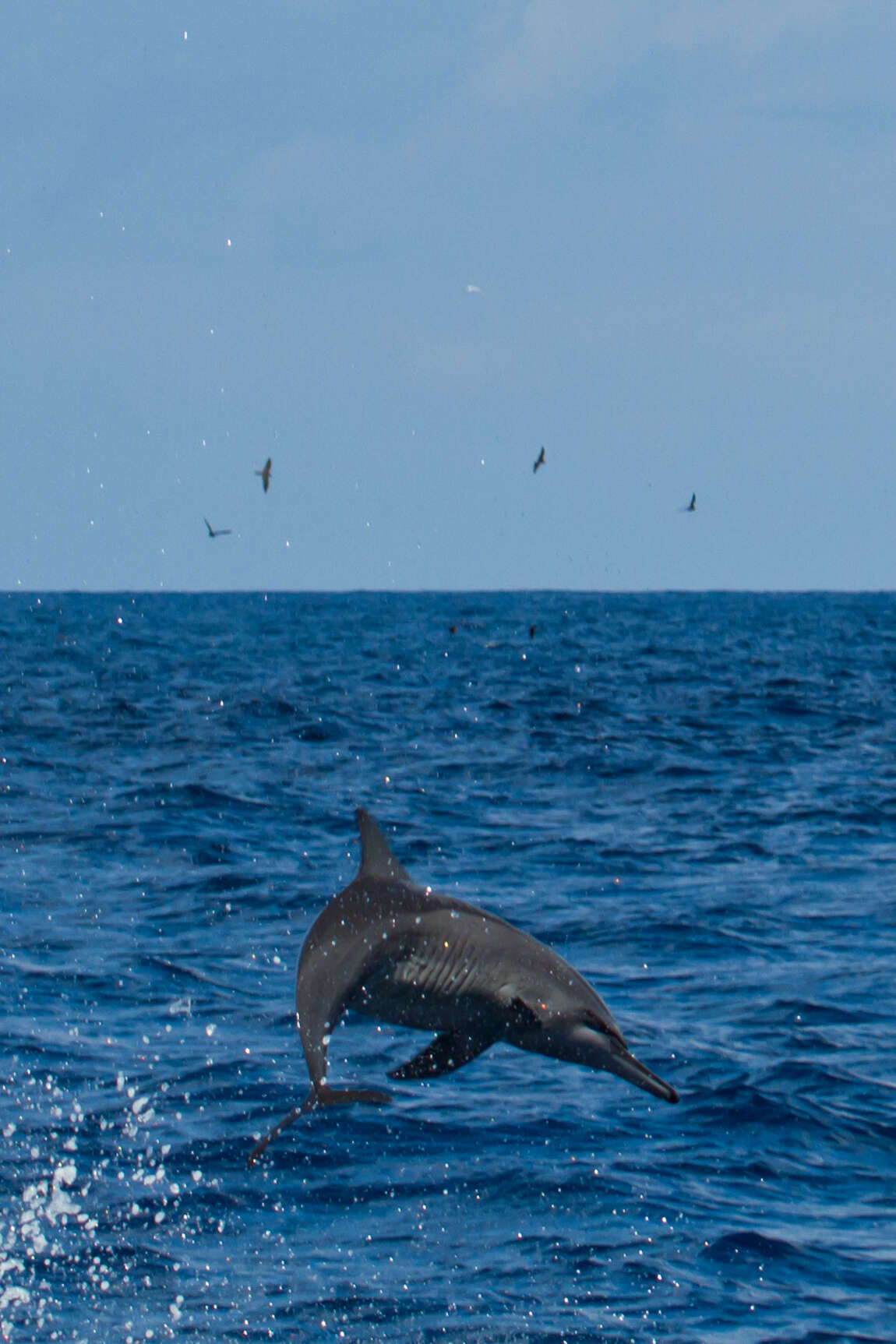 Image of Long-beaked Dolphin