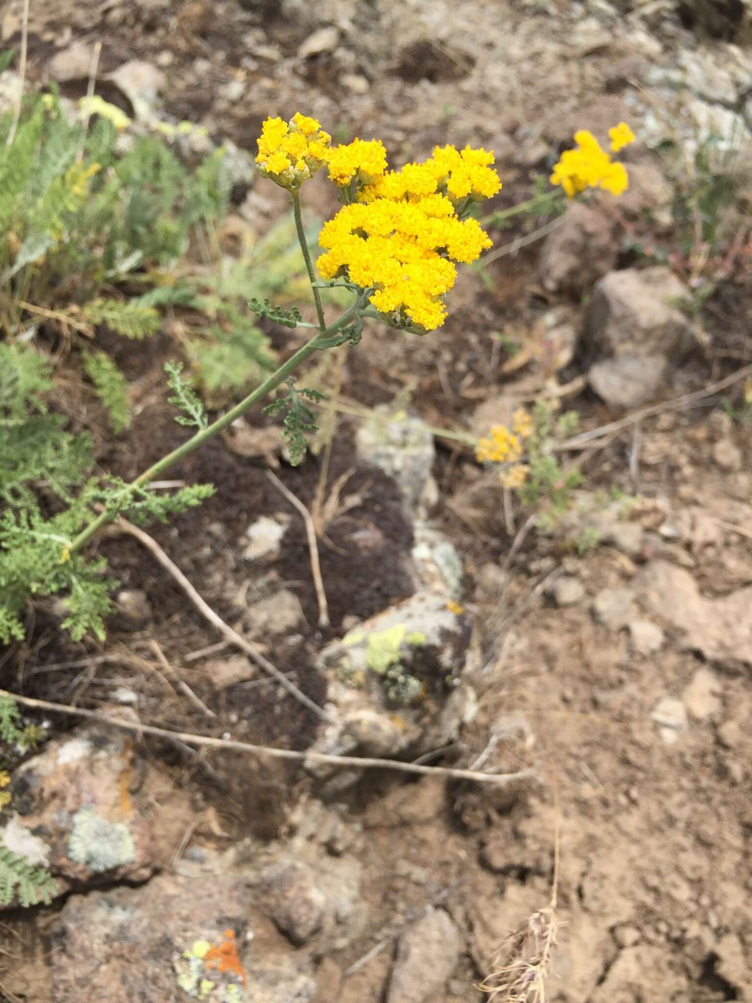 Image of Tanacetum polycephalum Sch. Bip.