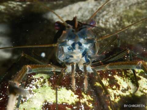 Image of cinnamon river shrimp