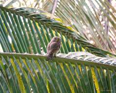 Image of Asian Barred Owlet