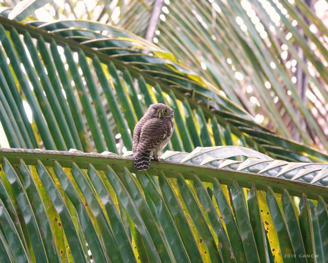 Image of Asian Barred Owlet