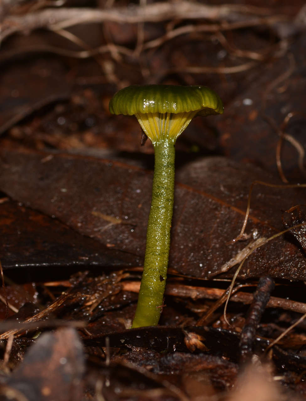 Image of Gliophorus pseudograminicolor (A. M. Young) P. M. Kirk 2013