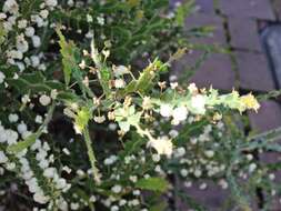 Acacia alata R. Br.的圖片