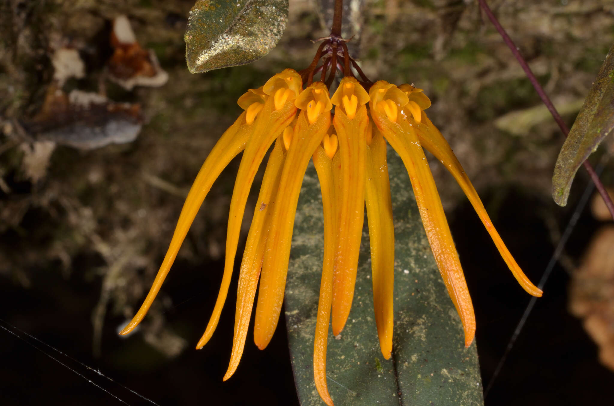 Imagem de Bulbophyllum thaiorum J. J. Sm.