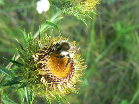 Image of Brown-banded carder bee