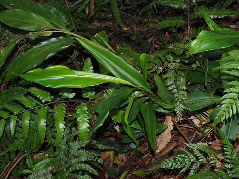 Imagem de Alpinia intermedia Gagnep.