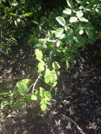 Image of Pacific poison oak