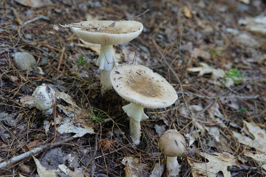 Image de Amanita submaculata Peck 1900