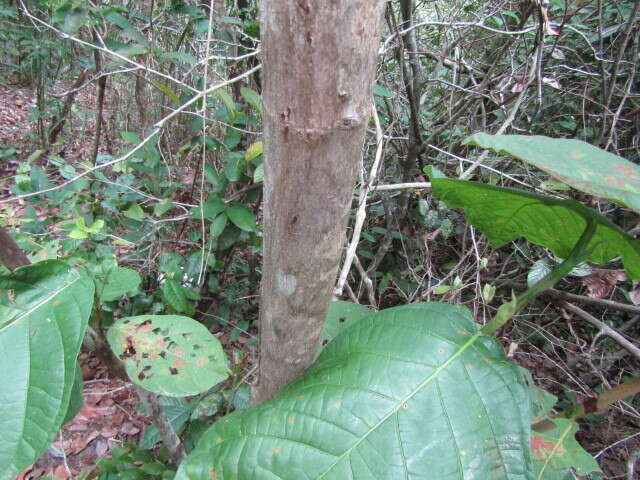 Image de Coccoloba mollis Casar.