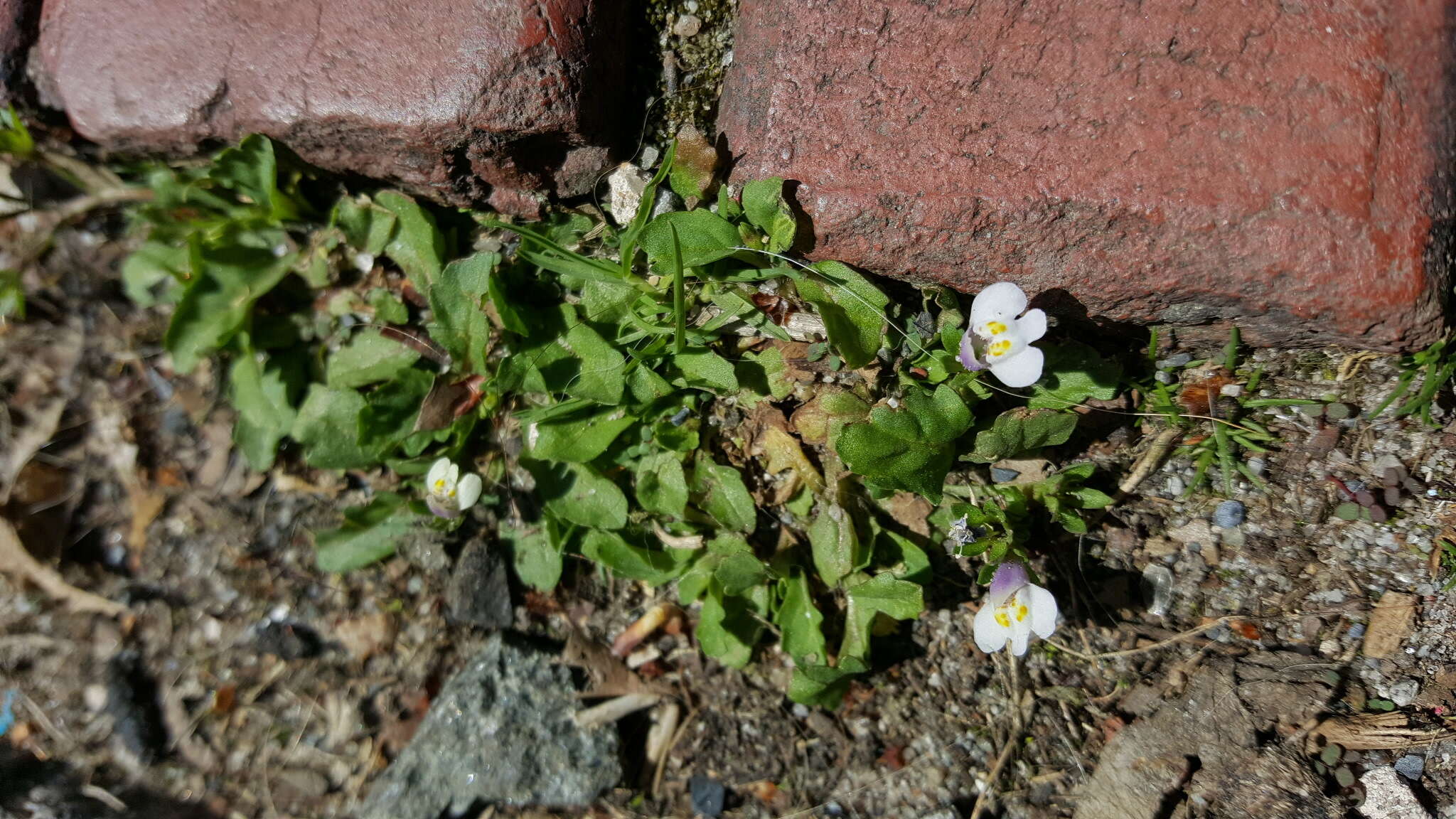 Image of Japanese mazus