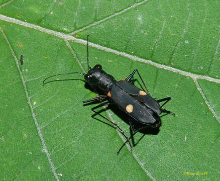 Image of Cicindela (Calochroa) assamensis Parry 1844