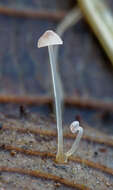 Image of Mycena smithiana Kühner 1938