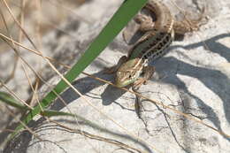 Image of Balkan Wall Lizard