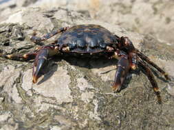 Image of marbled rock crab