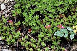 Image of cliff dwarf-primrose