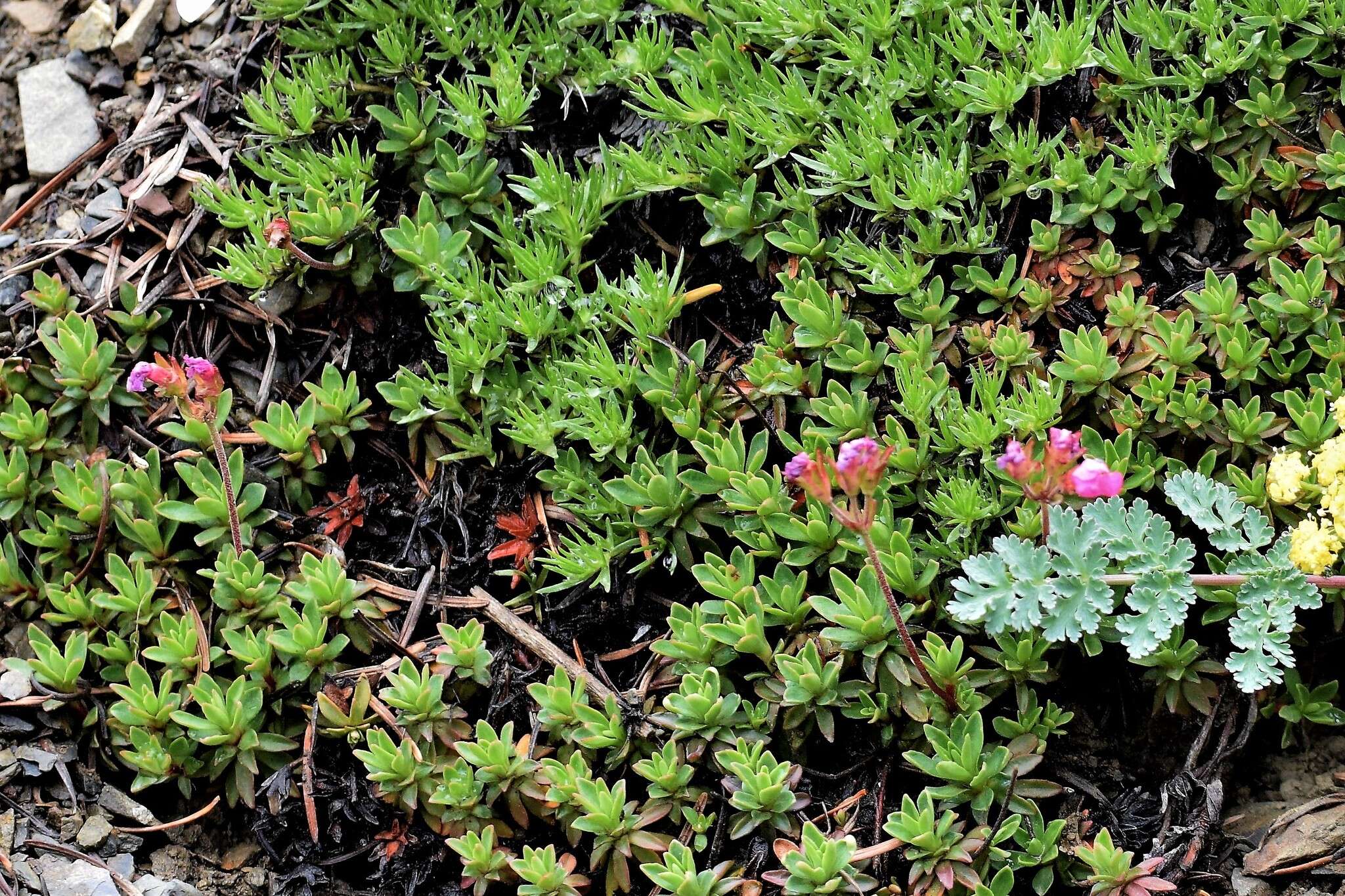 Plancia ëd Douglasia laevigata A. Gray