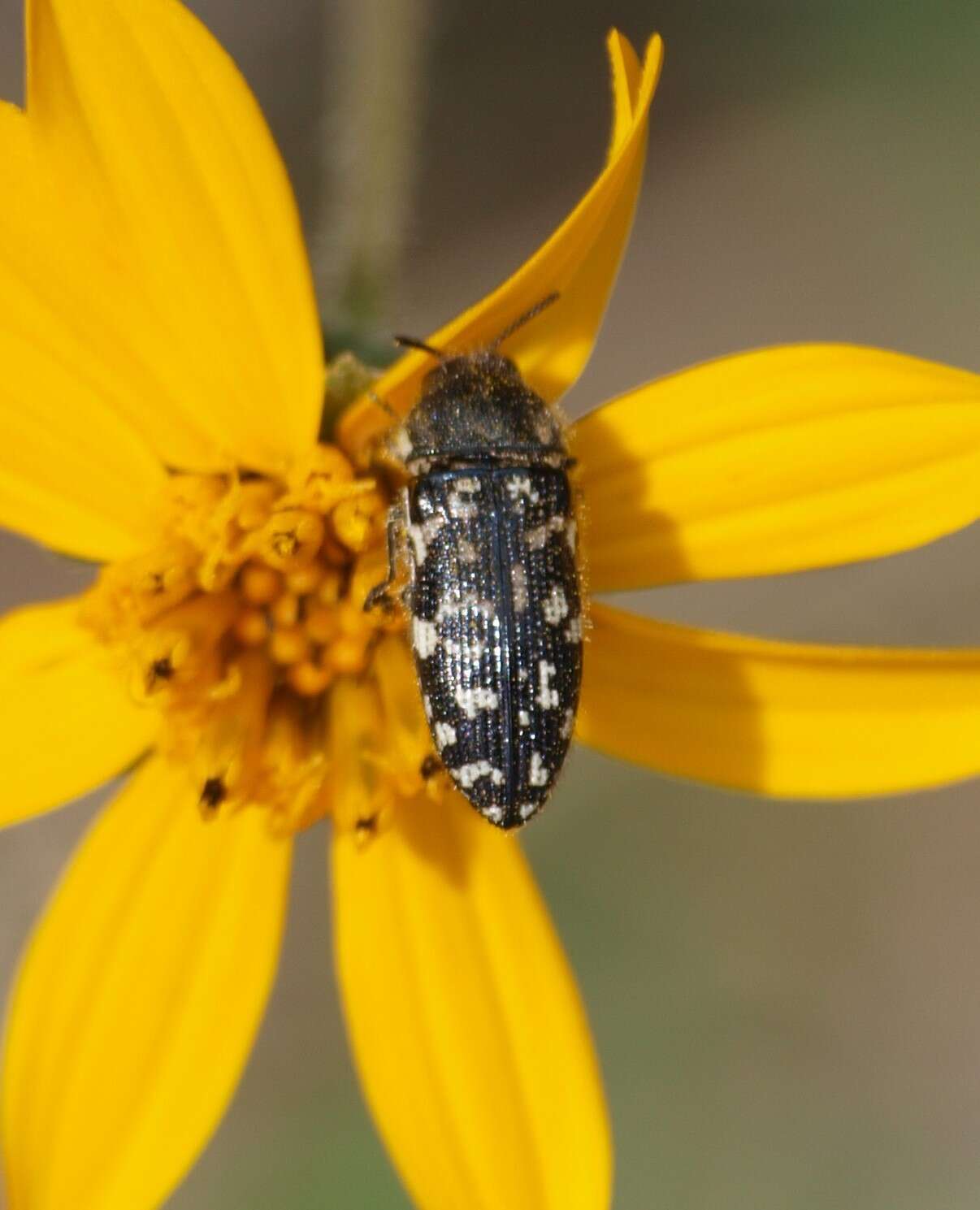 Imagem de Acmaeodera obtusa Horn 1878