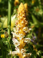 Image of bean broomrape