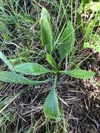 Imagem de Plantago australis subsp. australis