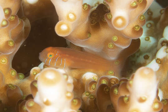 Image of Five-bar coral goby