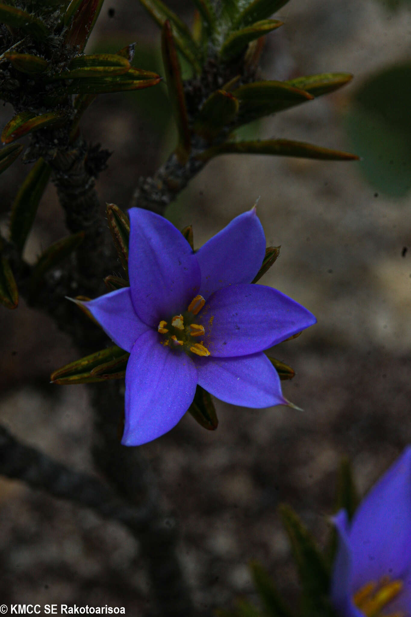 Image of Xerophyta setosa Phillipson & Lowry