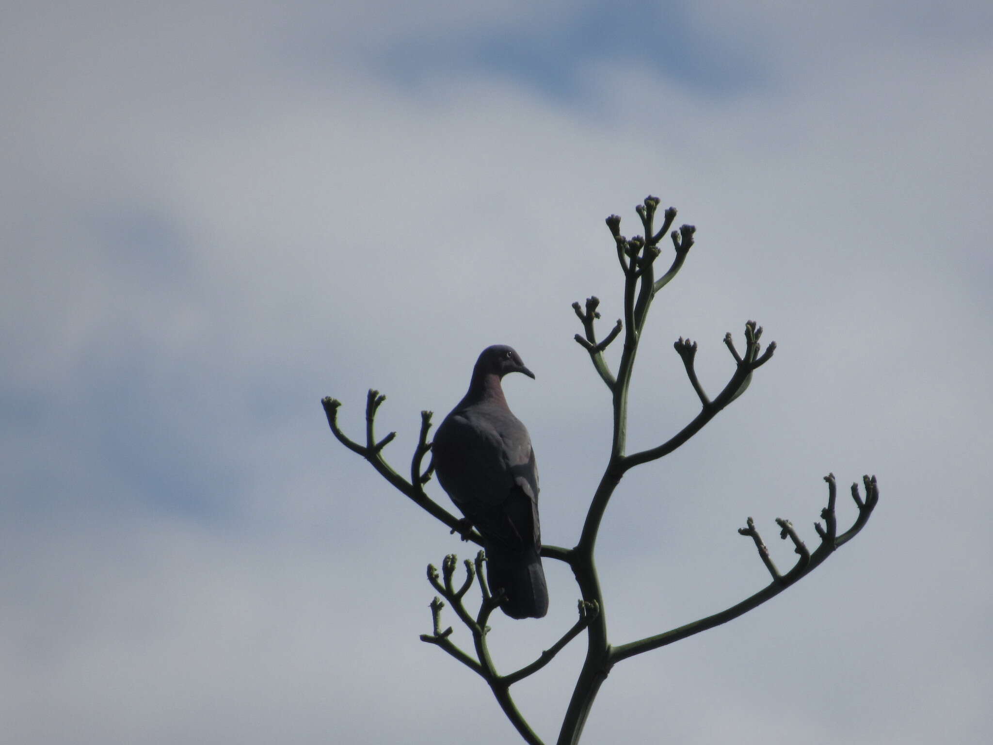 Image de Pigeon simple