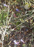 Image of Buck's horn lobelia