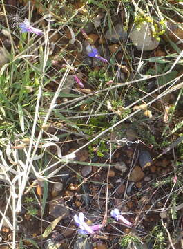 Image of Buck's horn lobelia