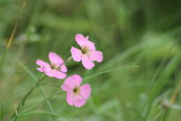 Image of Dianthus sylvestris subsp. sylvestris