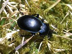 Image of Winstanley Ground Beetle